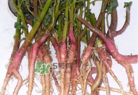 莧菜根要去除嗎？莧菜根怎么吃
