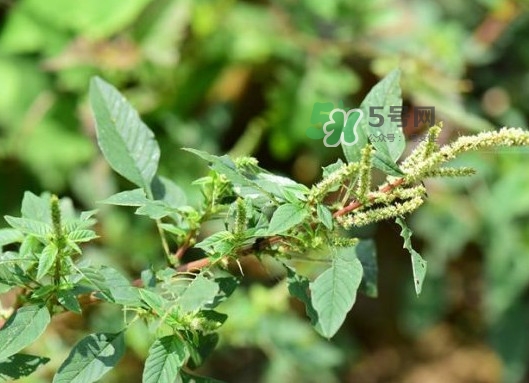 野莧菜有刺嗎？野莧菜和刺莧菜一樣嗎