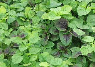 野莧菜有毒嗎？野莧菜怎么吃