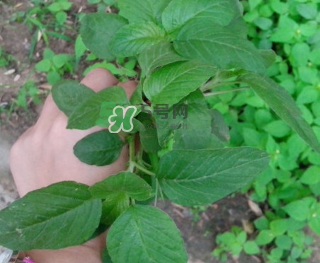 野莧菜有刺嗎？野莧菜和刺莧菜一樣嗎