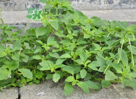 野莧菜怎么做好吃？野莧菜怎么保存