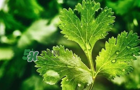glico香菜百力滋好吃嗎？香菜百力滋多少錢