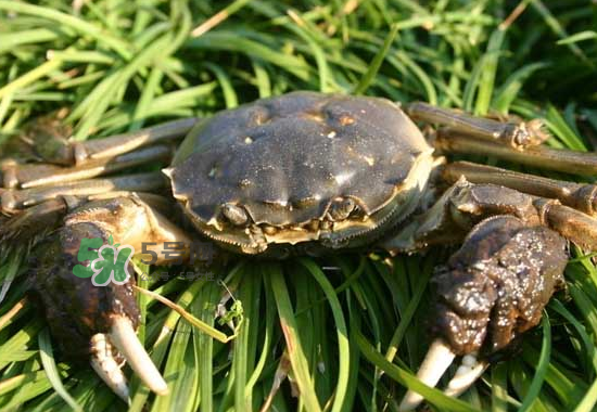 河蟹多少錢一斤2017？2017河蟹價格