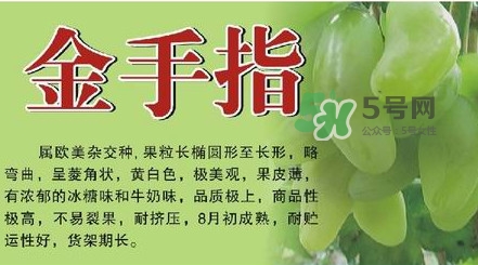 金手指葡萄有籽嗎？金手指葡萄有核嗎