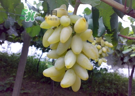 金手指葡萄是不是轉(zhuǎn)基因品種？美人指與金手指葡萄的區(qū)別