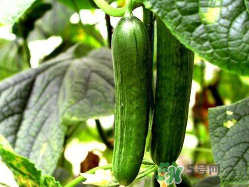 8月份能種黃瓜嗎？八月份能種黃瓜嗎？