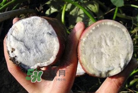 雜交水稻是不是轉(zhuǎn)基因？轉(zhuǎn)基因食品有哪些？