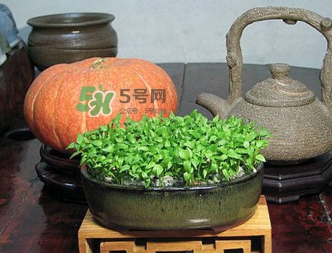 芭樂籽吃了會便秘嗎？芭樂的籽能種嗎