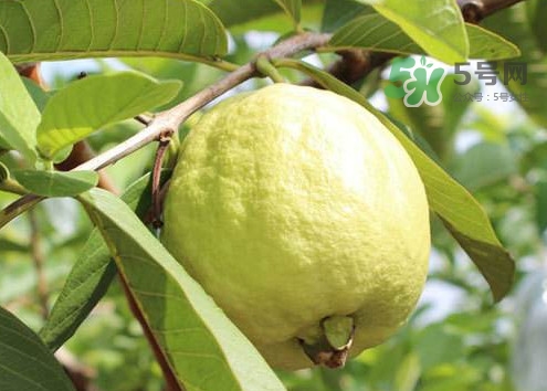 芭樂皮能吃嗎？芭樂皮可以吃嗎