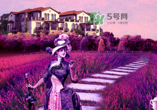 八月份還有薰衣草嗎？8月份還有薰衣草嗎？