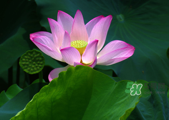 八月份還有荷花嗎？8月份還有荷花嗎？