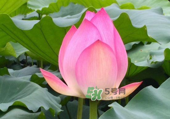 八月份還有荷花嗎？8月份還有荷花嗎？