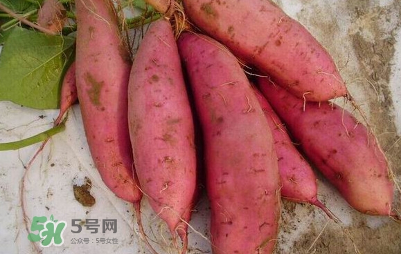 紅薯什么時(shí)候成熟？紅薯什么時(shí)候吃最好