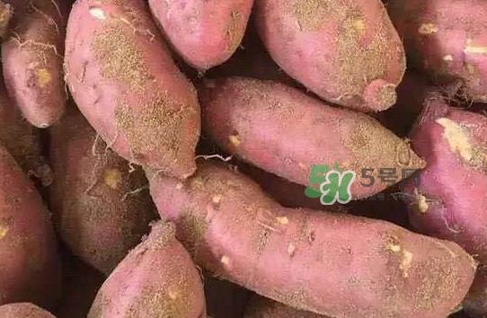 地瓜發(fā)芽了怎么種盆栽？拔絲地瓜怎么熬糖