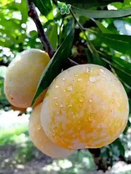 奈李是什么水果？奈李為什么會(huì)空心