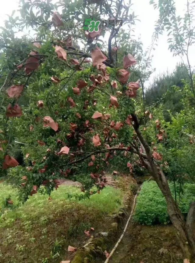 奈李是什么水果？奈李為什么會(huì)空心