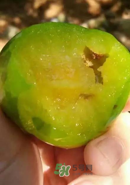 奈李是什么水果？奈李為什么會(huì)空心