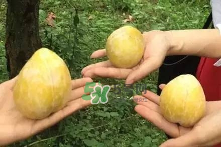 奈李是什么水果？奈李為什么會(huì)空心