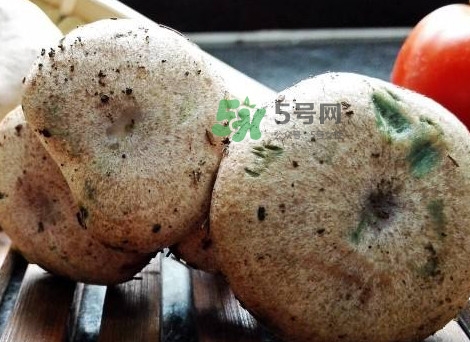松乳菇真的好吃嗎？松乳菇哪里能吃到