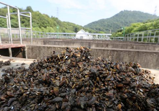 海瓜子多少錢一斤？西湖撈起的海瓜子能吃嗎