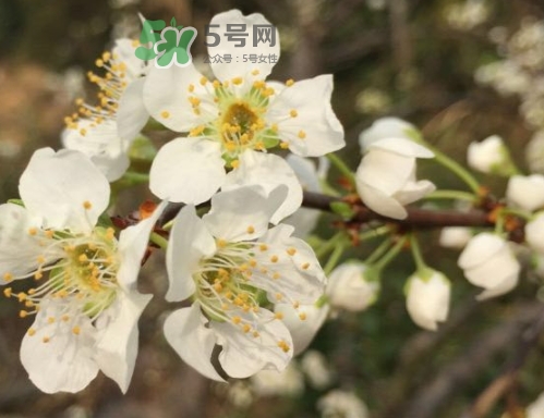 奈李可以放冰箱嗎？奈李怎么保存