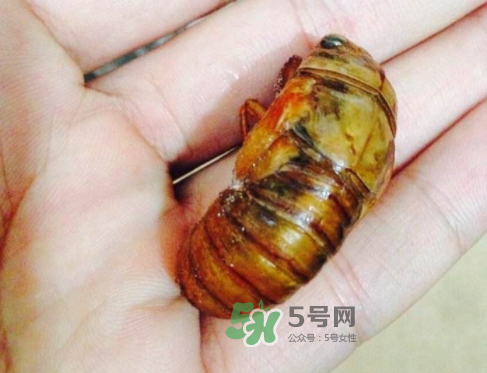 知了猴可以煮著吃嗎？知了猴怎么煮？