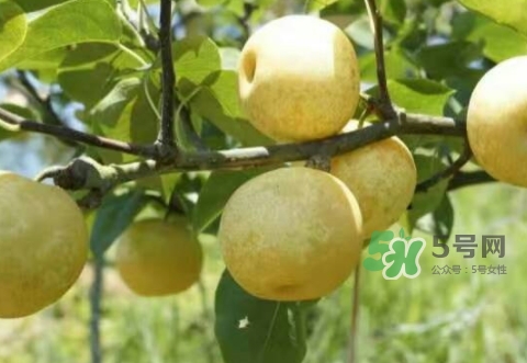 奈李怎么吃？奈李的食用方法