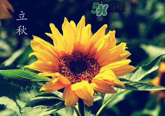 立秋為什么在處暑前？為什么立秋早過處暑？