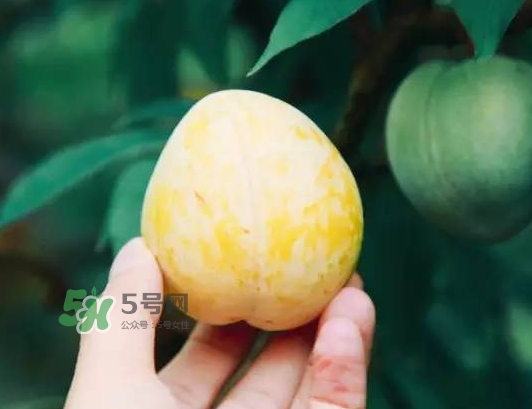 奈李怎么挑？奈李怎么挑選
