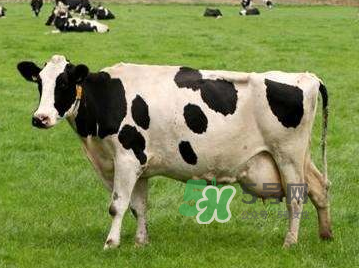 牛初乳咀嚼片為什么會(huì)拉肚子？牛初乳咀嚼片吃了拉肚子正常嗎？