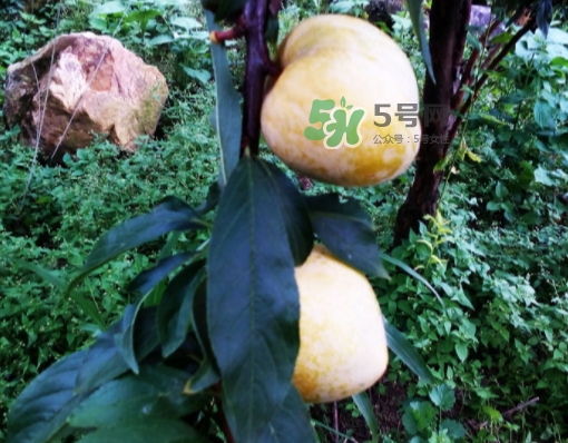 黃金奈李多少錢一斤？黃金奈李價(jià)格