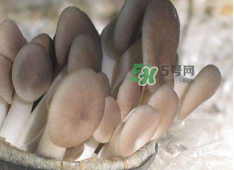 秀珍菇一畝地能種植多少包？秀珍菇如何出菇管理