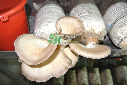 秀珍菇一畝地能種植多少包？秀珍菇如何出菇管理