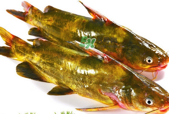 黃刺魚死了能吃嗎？黃刺魚不能與什么同食