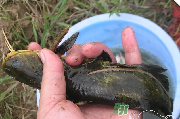 黃刺魚什么天氣好釣？黃刺魚釣魚最佳時(shí)間