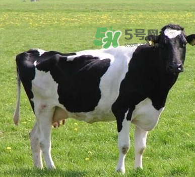 牛初乳哪種比較好？牛初乳哪個(gè)品牌的好？