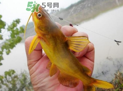 黃刺魚多少錢一斤？野生黃刺魚多少錢一斤