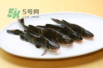 黃刺魚多少錢一斤？野生黃刺魚多少錢一斤