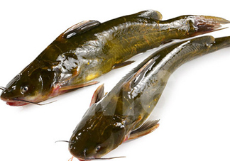 黃刺魚什么天氣好釣？黃刺魚釣魚最佳時間
