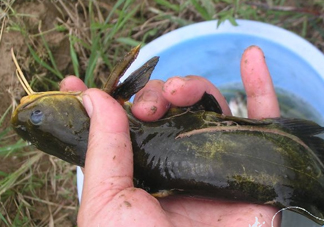 黃刺魚死了能吃嗎？黃刺魚不能與什么同食