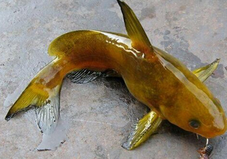黃刺魚多少錢一斤？野生黃刺魚多少錢一斤