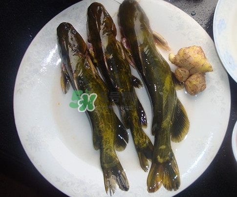 黃刺魚(yú)是發(fā)物嗎？黃刺魚(yú)是黃辣丁嗎