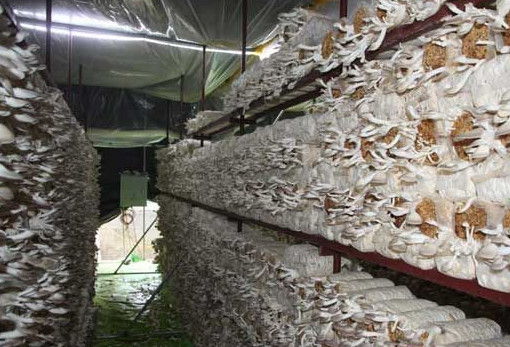 秀珍菇什么品種好？一萬袋秀珍菇要多少成本
