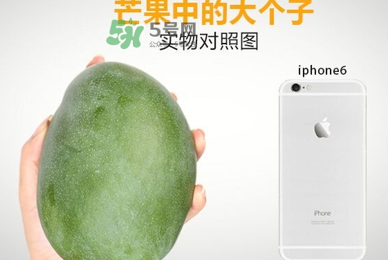 凱特芒果多少錢一斤？凱特芒果價(jià)格