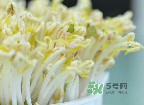 豆芽什么季節(jié)吃？豆芽什么時候有