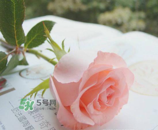 roseonly限量紅粉玫瑰多少錢？有幾朵？