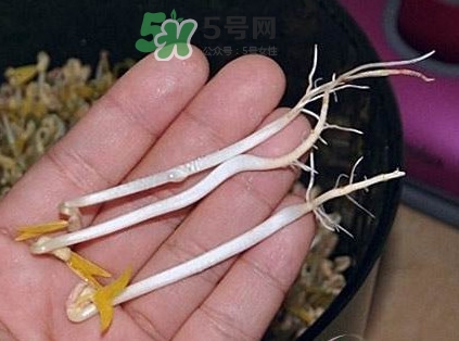 豆芽有根好還是無(wú)根好？無(wú)根豆芽與有根豆芽區(qū)別