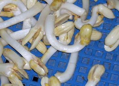 花生芽多少錢一斤？花生芽苦味有毒嗎？