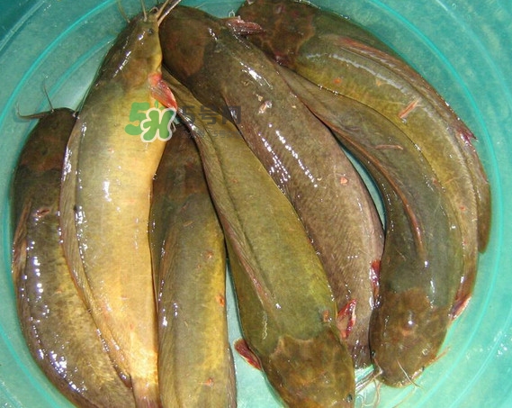 黃蜂魚怎么煮好吃？黃蜂魚燉湯孕婦可以喝嗎
