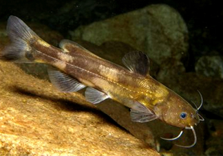 黃蜂魚(yú)怎么煮好吃？黃蜂魚(yú)燉湯孕婦可以喝嗎